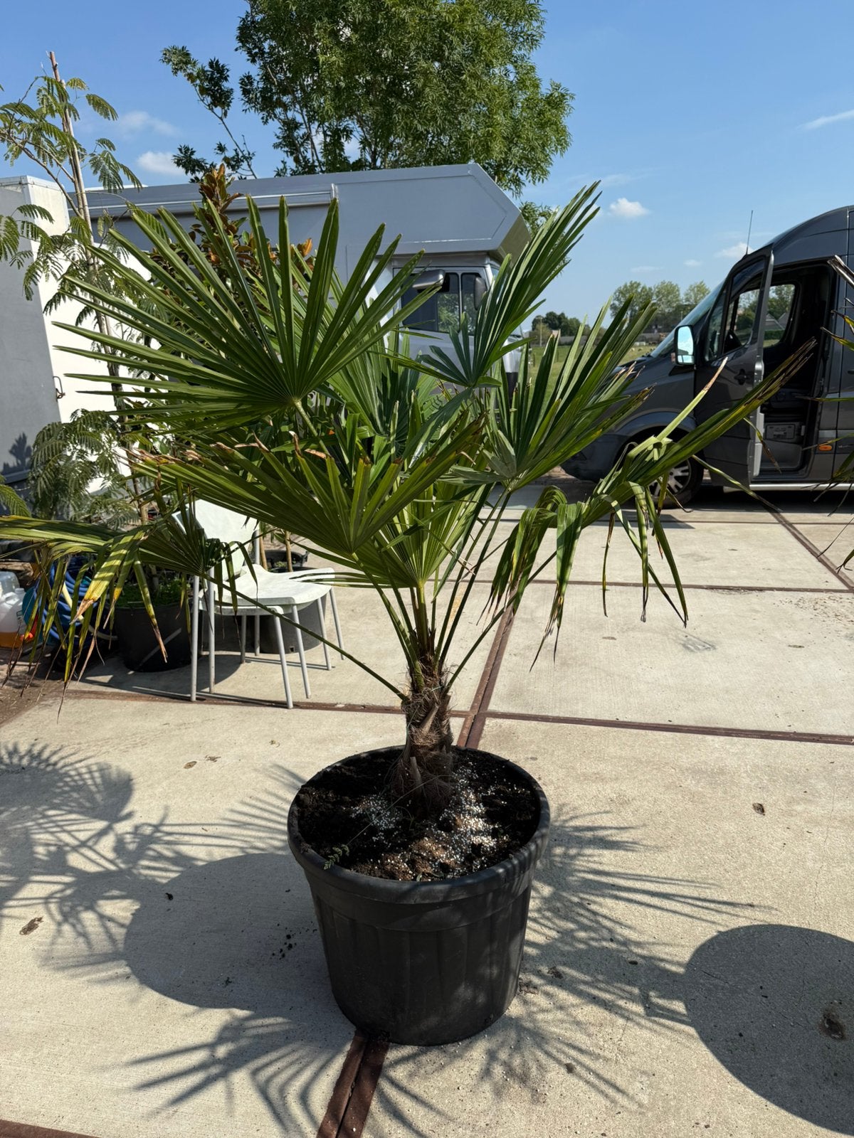 Palmen trachicarpers in 60 liter pot 79,50 pst goede wortels, Ophalen