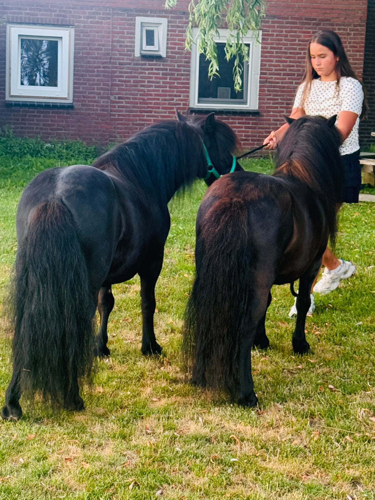 🩵Twee super knappe grote maat stamboek ruinen🩵, Dieren en Toebehoren, Pony's, Ruin, A pony (tot 1.17m), Met stamboom, 7 tot 10 jaar