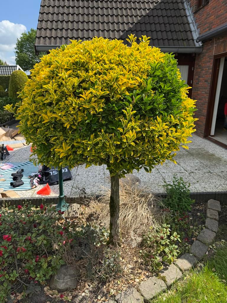 Bolboom met geelgroen blad, Bloeit niet, Ophalen of Verzenden, 100 tot 250 cm, Volle zon