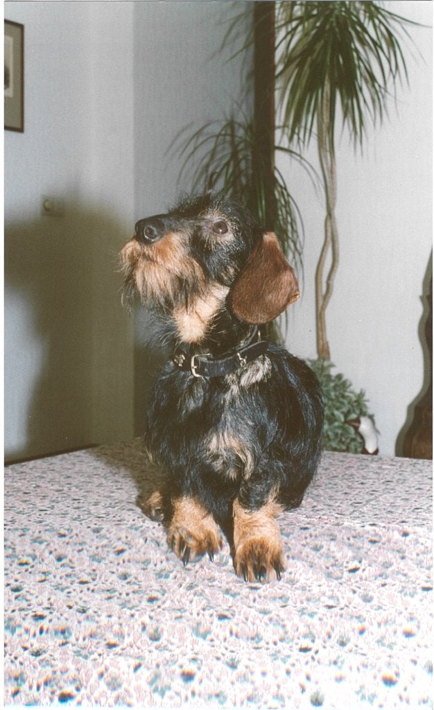 Gezocht Ruwharige Dwerg Teckel 3 tot 5 jaar., Reu, Dwerg, Parvo, Eén hond