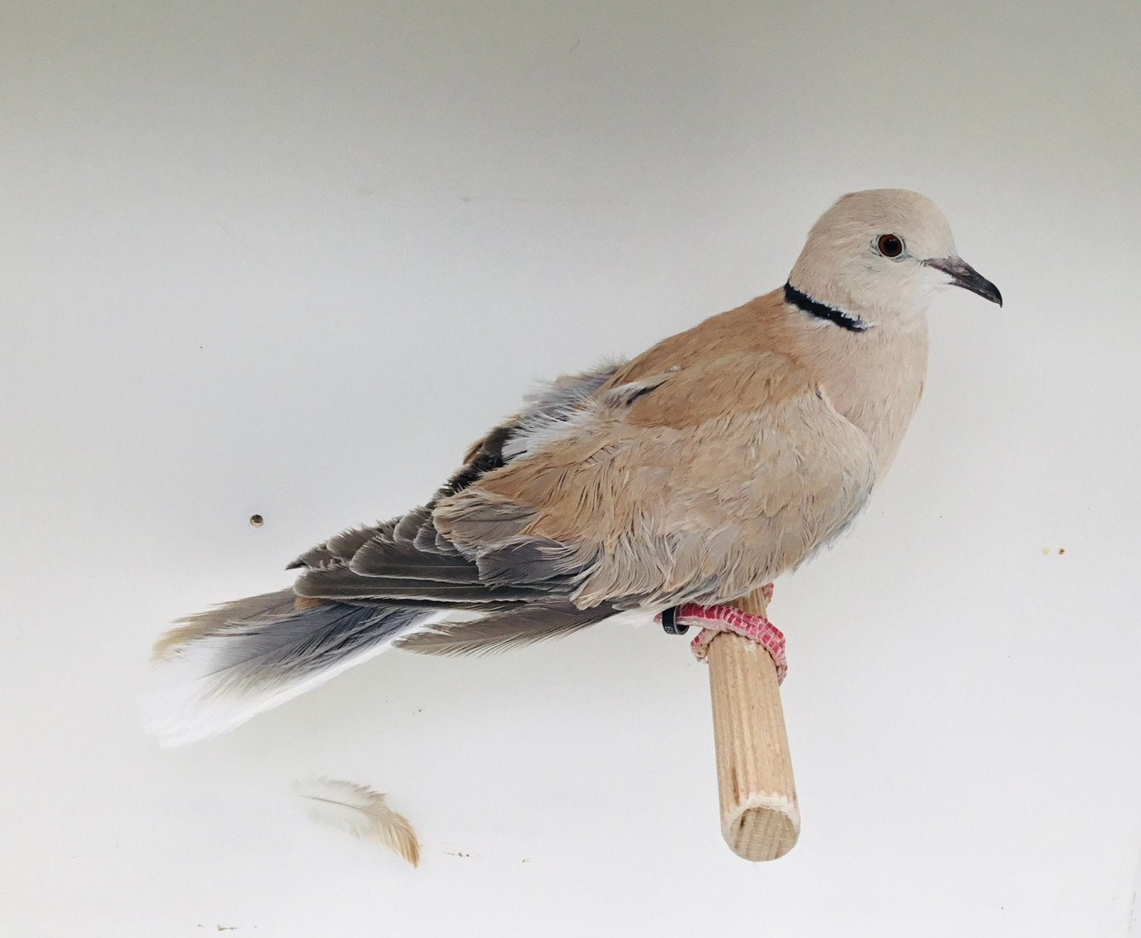 Lachduif zijdevederig, Meerdere dieren, Tam