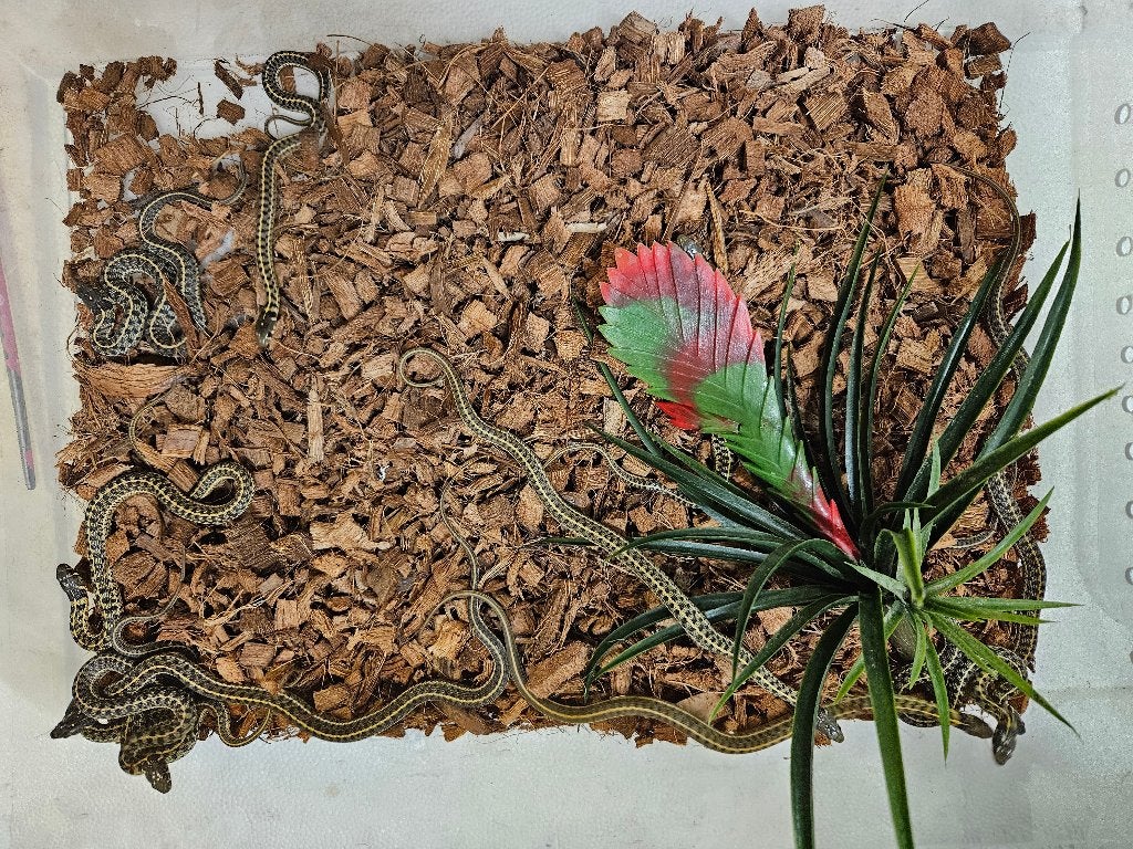 Thamnophis marcianus Geruite kousebandslang, Dieren en Toebehoren, Reptielen en Amfibieën, Slang, 0 tot 2 jaar