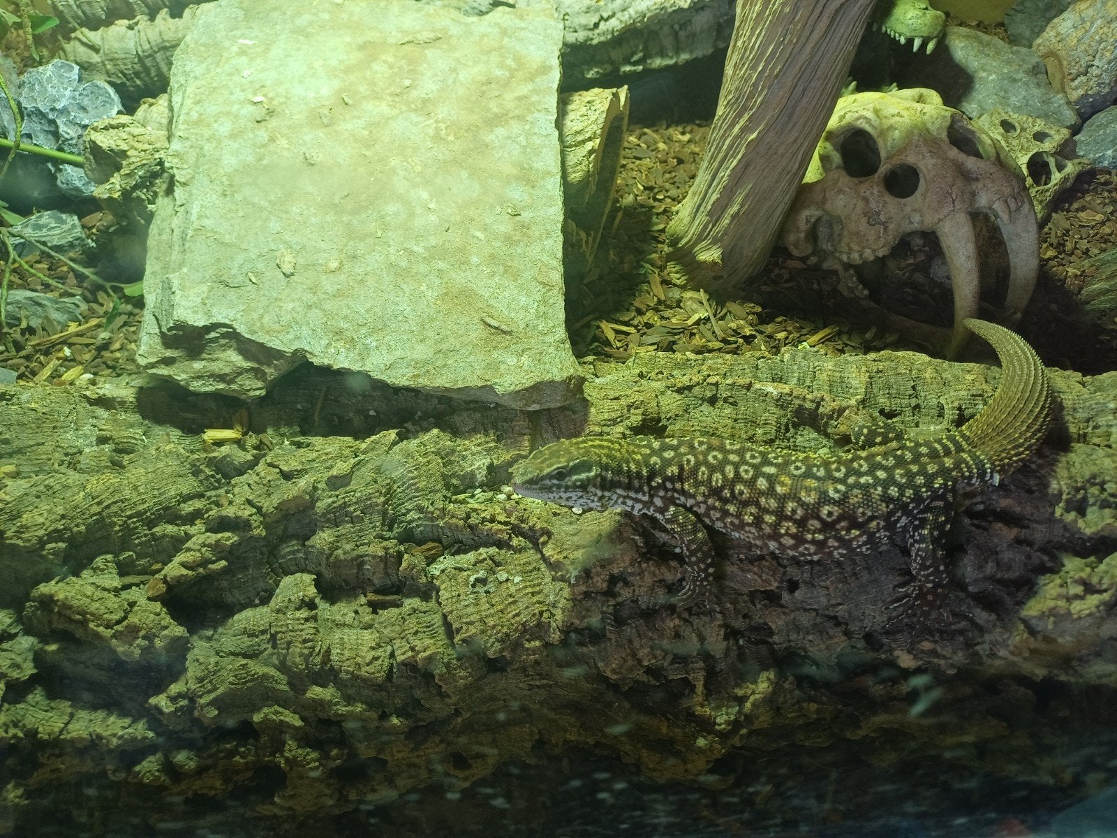 Varanus acanthurus Monitor Lizard photo 2