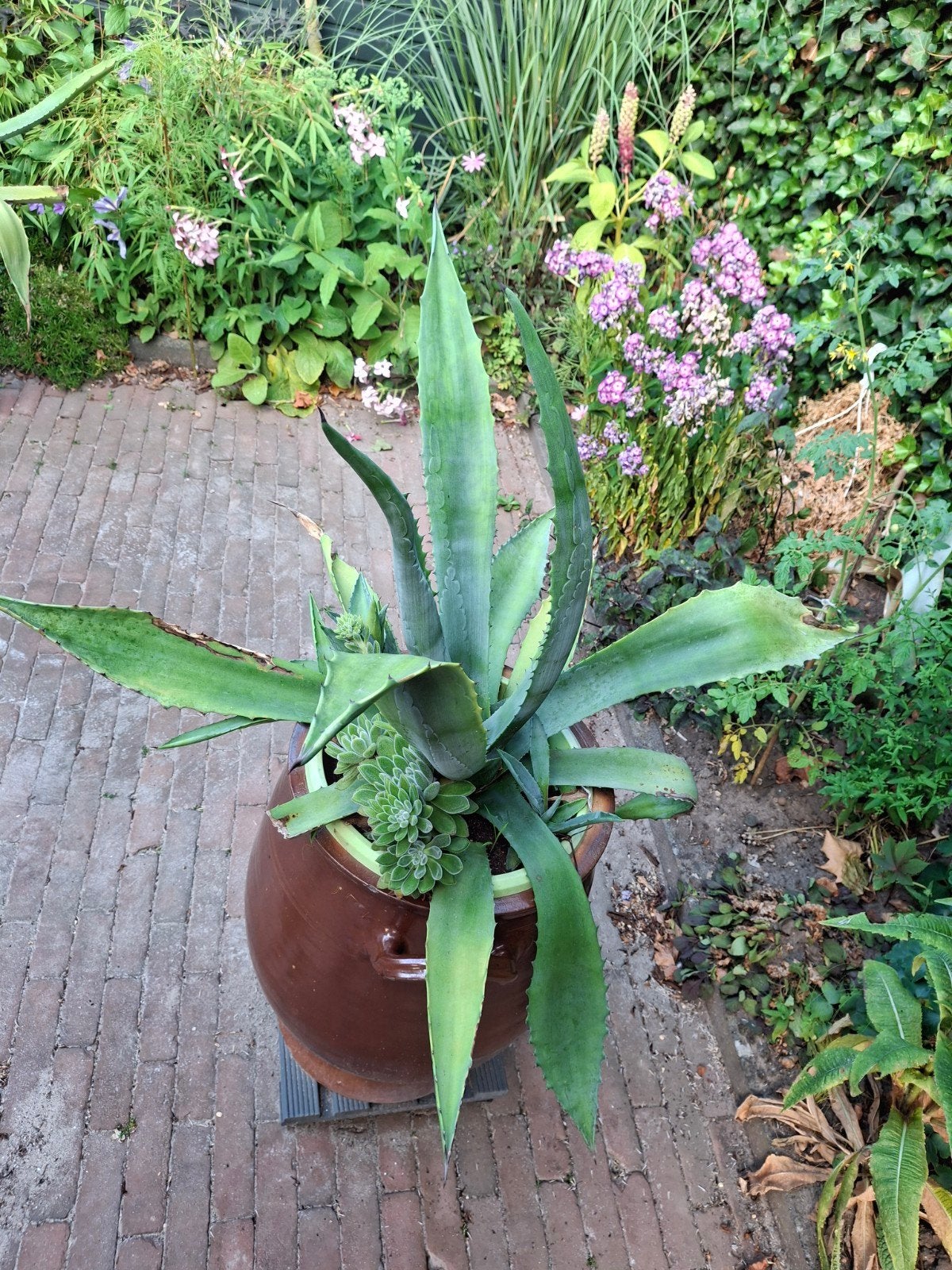Agave, Ophalen, Bloeit niet, Overige soorten, Volle zon