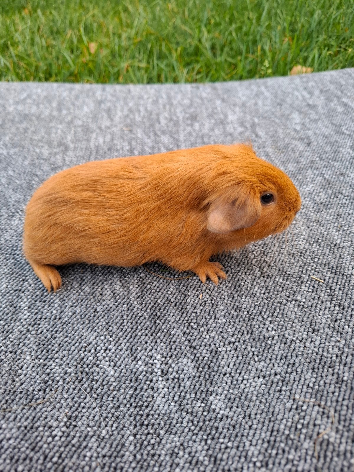 jonge buff beertje (kan direct verhuizen), Dieren en Toebehoren, Knaagdieren, Cavia, Mannelijk, Juli, Tam