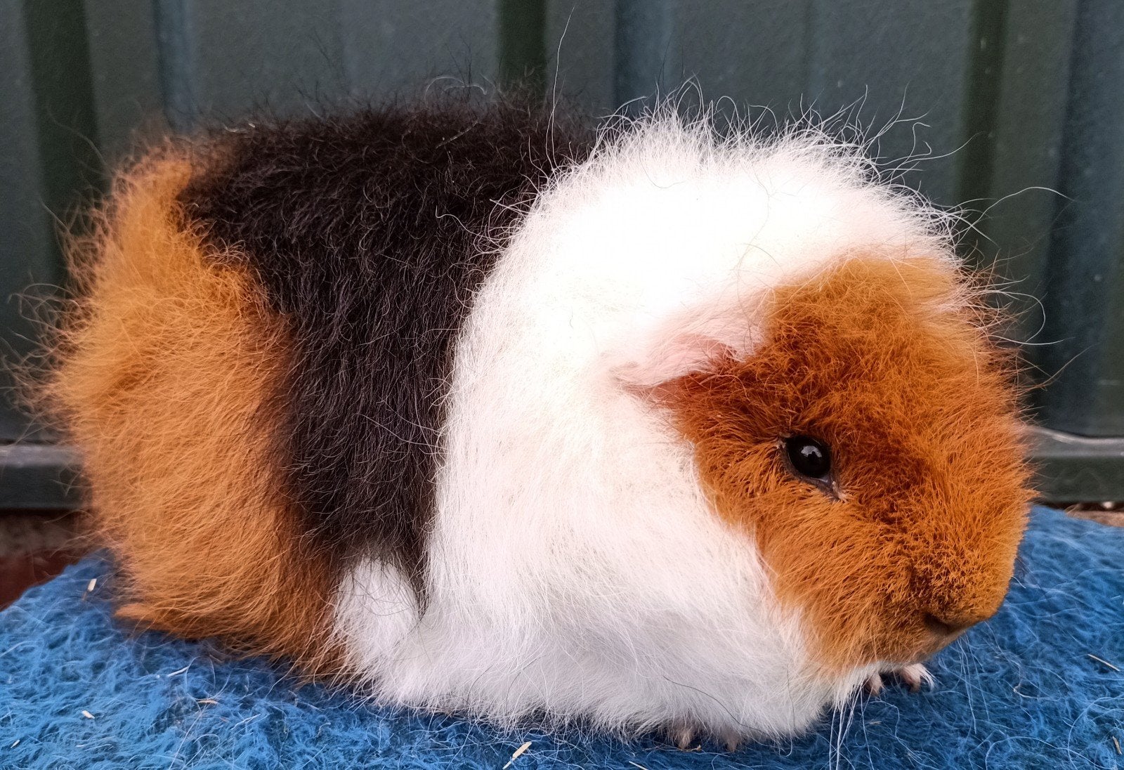 Ch teddy cavia, Dieren en Toebehoren, Januari, Mannelijk, Cavia