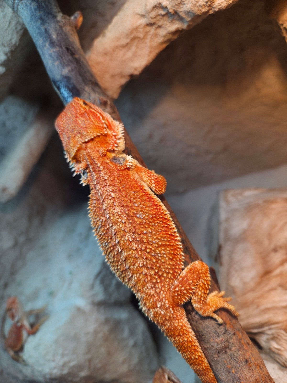 Mooi diep oranje baardagaam vrouwtje aangeboden, Dieren en Toebehoren, Reptielen en Amfibieën, Hagedis, Tam, 0 tot 2 jaar