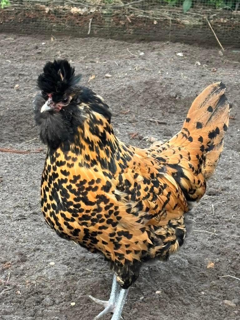 Broedeieren Brabanter / broed eieren kop, Dieren en Toebehoren, Pluimvee, Geslacht onbekend, Kip