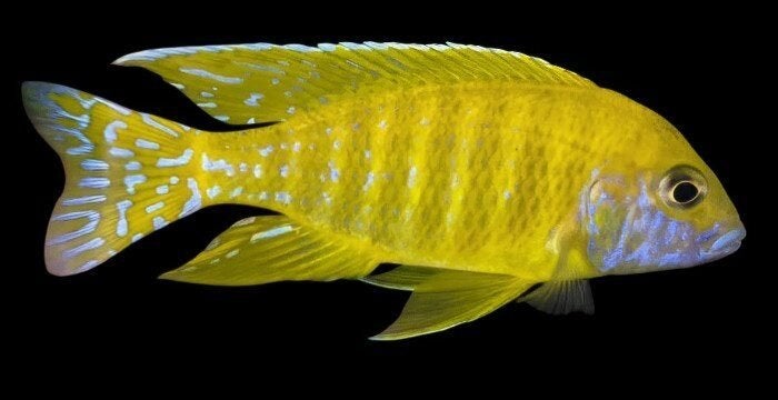 Malawi Cichliden: Aulonocara baenschi Benga, Vis, Zoetwatervis