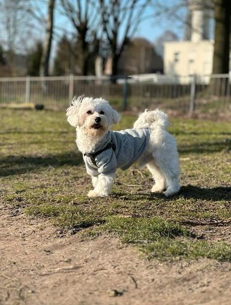 Dekreu aangeboden lieve gezonde reu 1,5 jaar maltezeer, Dieren en Toebehoren, Reu, 1 tot 2 jaar, Parvo, Eén hond