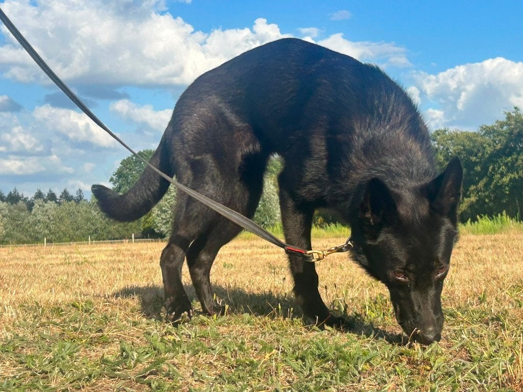 Duitse Herdershond, Dieren en Toebehoren, Honden | Herdershonden en Veedrijvers, Parvo, 15 weken tot 1 jaar, Teef, Eén hond
