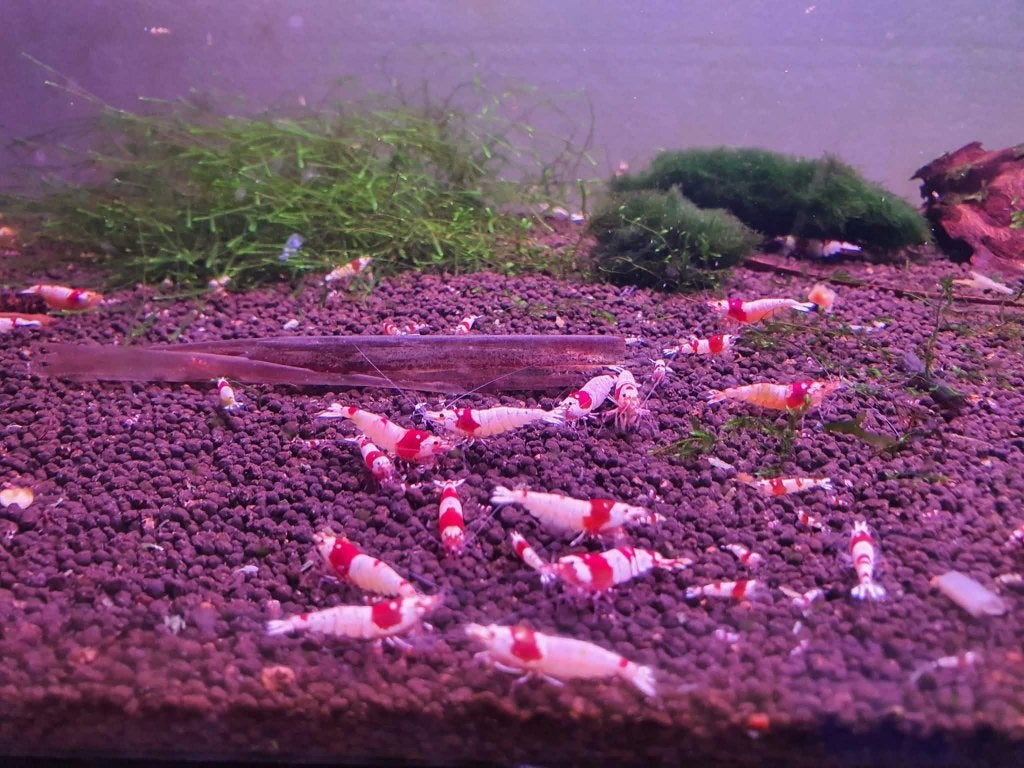 Caridina crystal red / Pure red line garnalen, Kreeft, Krab of Garnaal