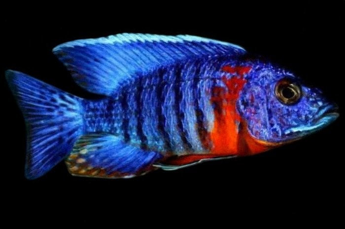 Malawi Cichliden: Aulonocara Red Flush, Dieren en Toebehoren, Vis, Zoetwatervis, Schoolvis