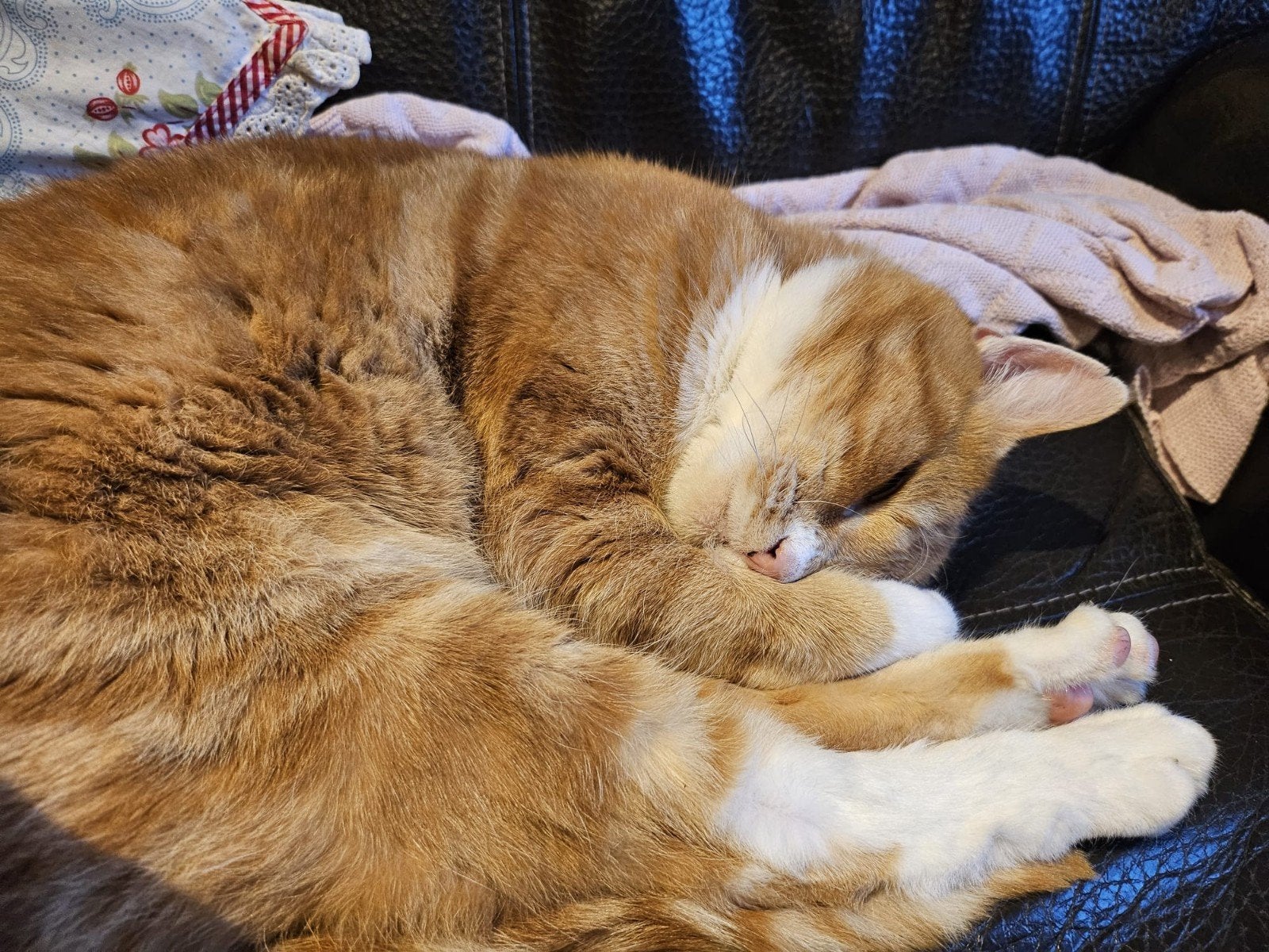 gratis kat met toebehoren. zoekt warm mandje!, Dieren en Toebehoren, Kater