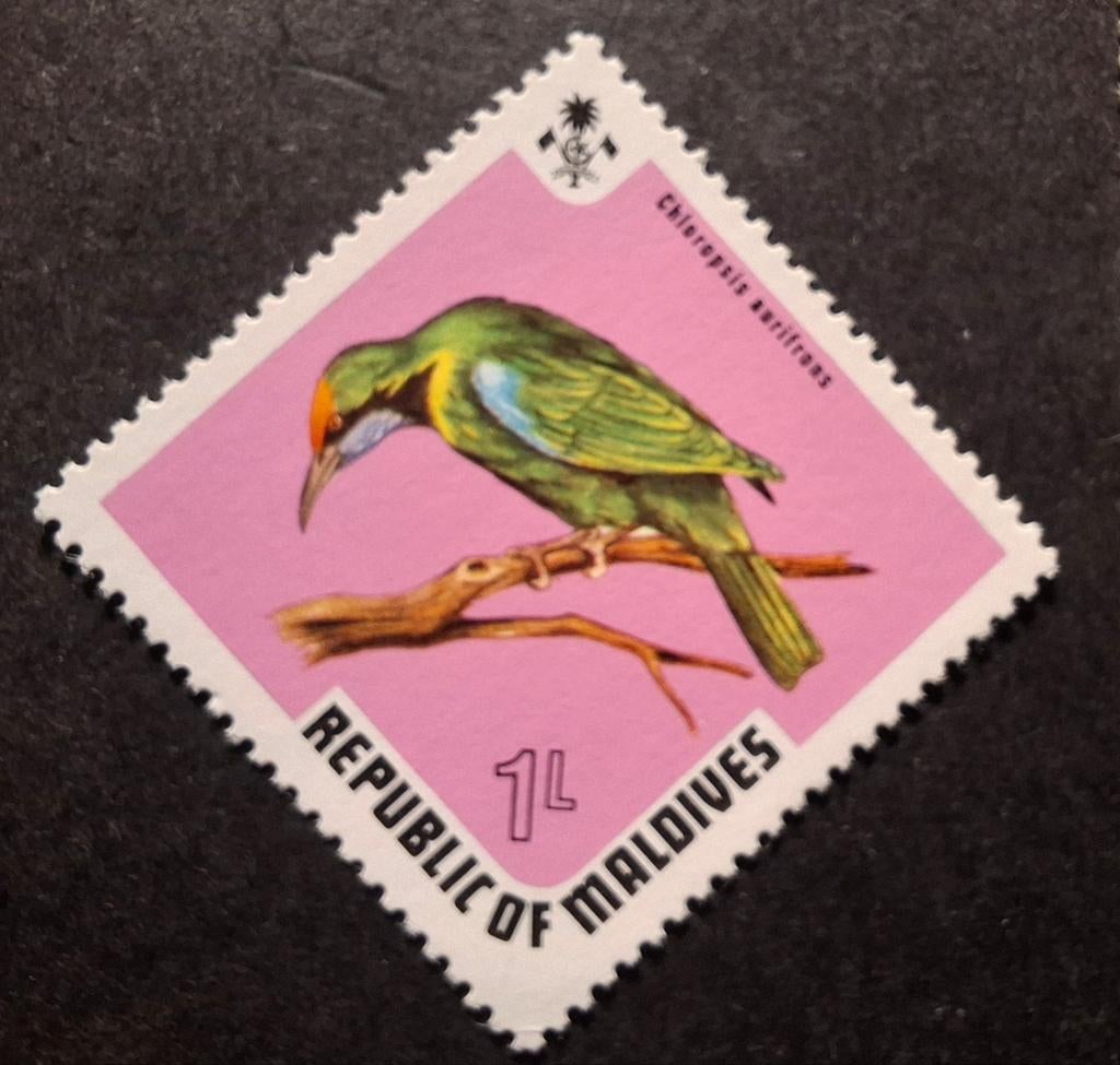 Maledieven vogel, Ophalen of Verzenden, Dier of Natuur