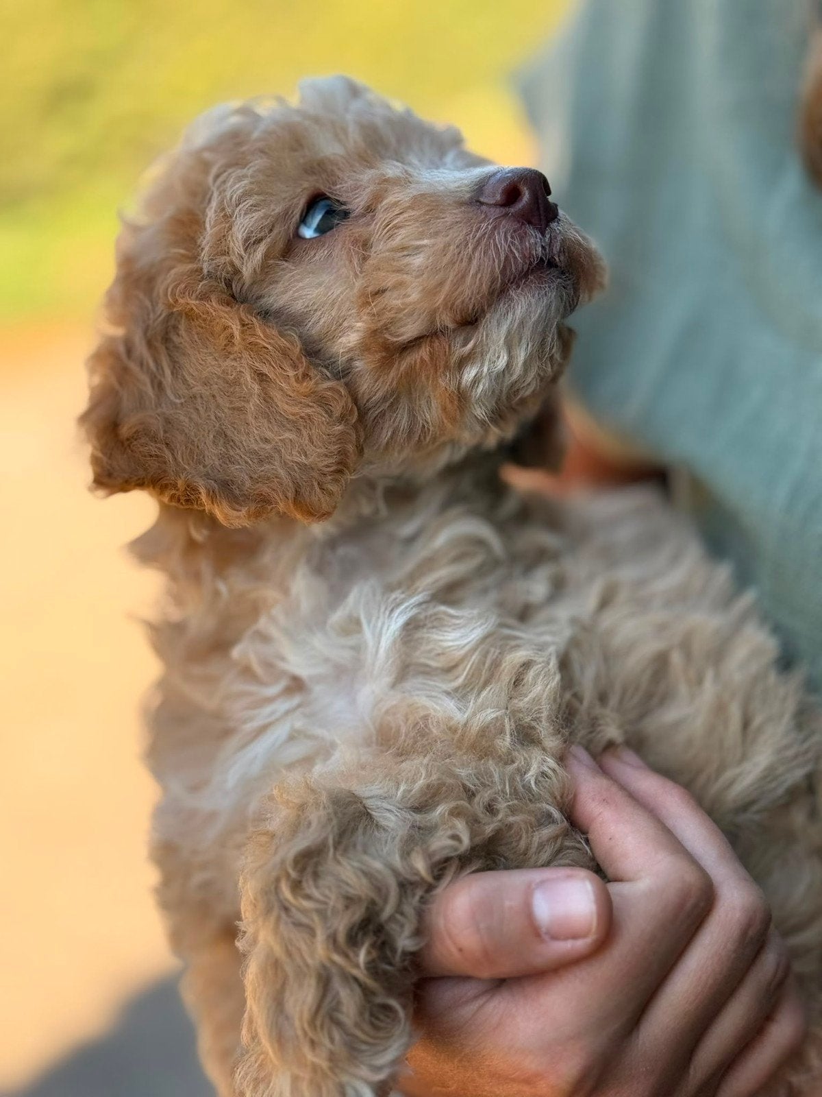 Mooie mini labradoodles zoeken een fijn baasje!, Overige rassen, 8 tot 15 weken, Meerdere, Meerdere dieren