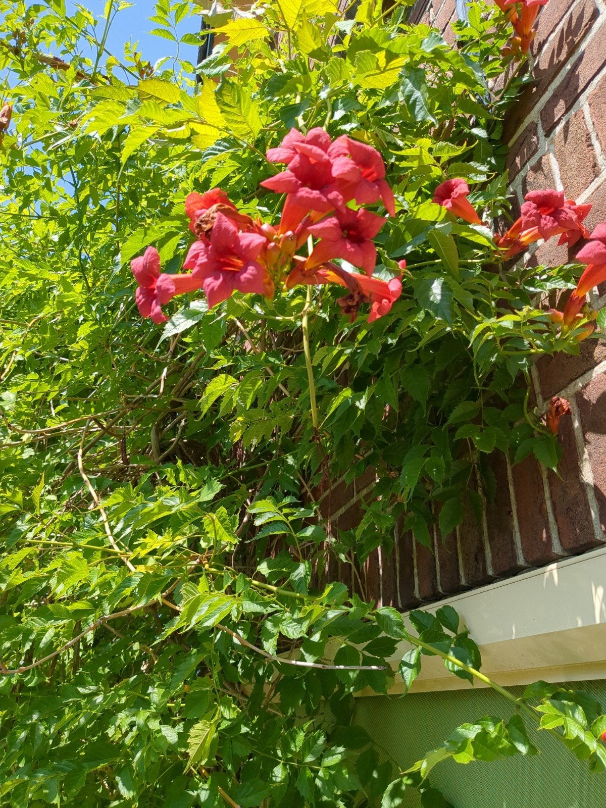 Campsis (Trompetklimmer) - Klimplant met fraaie bloemen, Ophalen