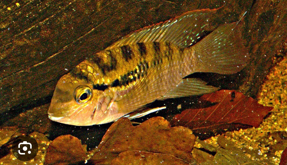 Bujurquina vitatta koppel, Dieren en Toebehoren, Vissen | Aquariumvissen, Vis, Zoetwatervis