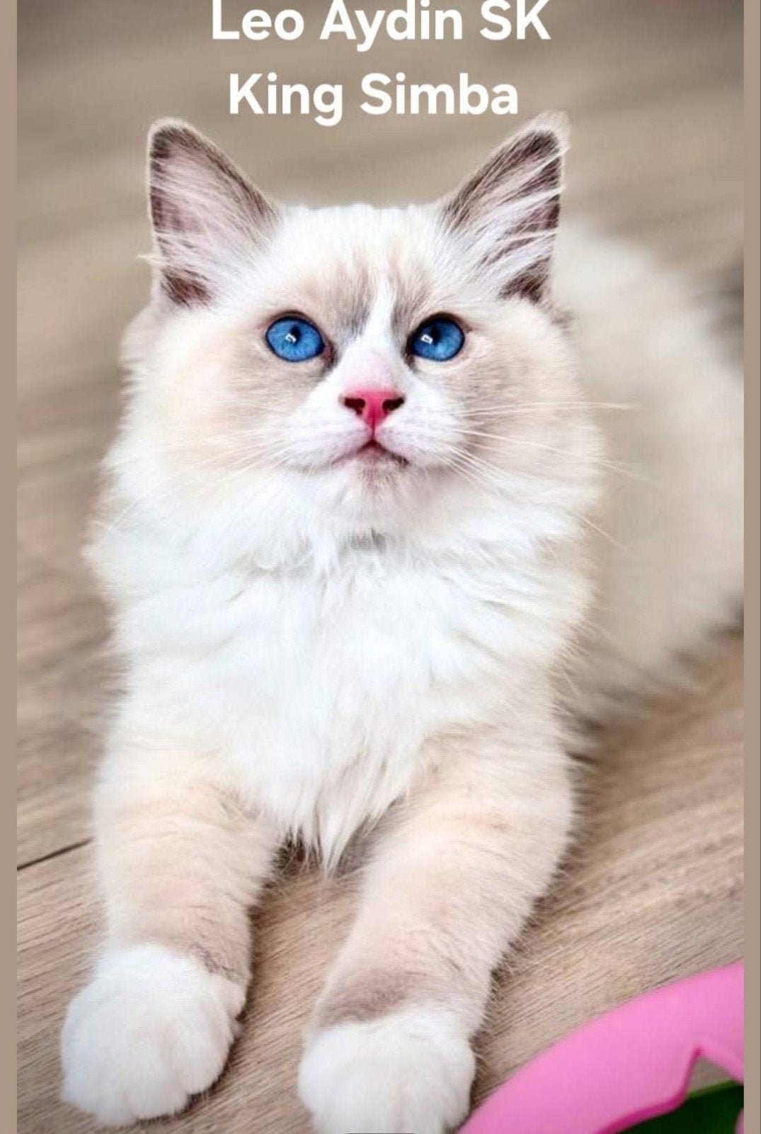 Ragdoll biocolor dekkater kampioen lijn.