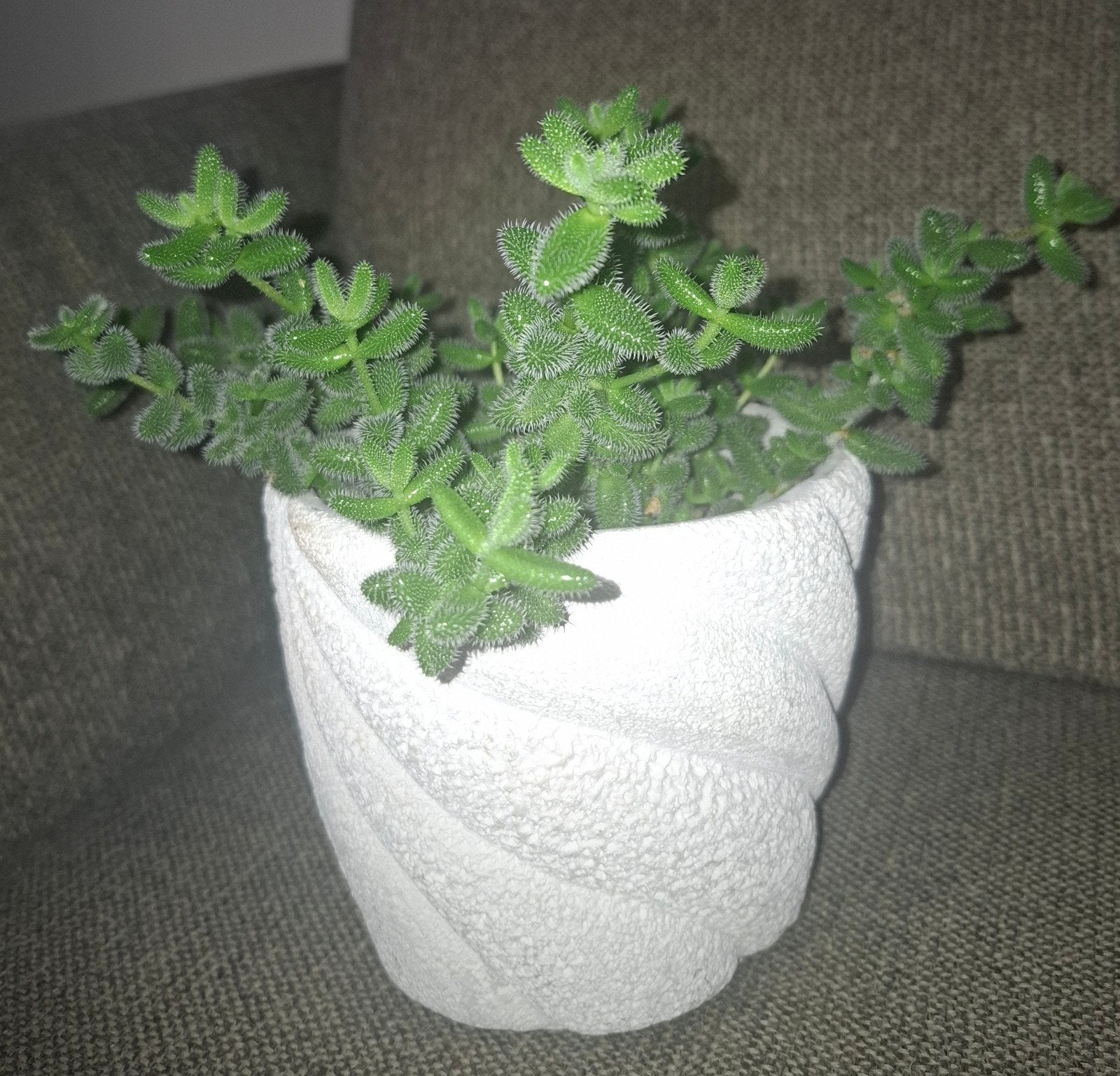 Delosperma echinatum,  augurkplantje in wit crème potje, Overige soorten, Ophalen of Verzenden, In pot, Minder dan 100 cm