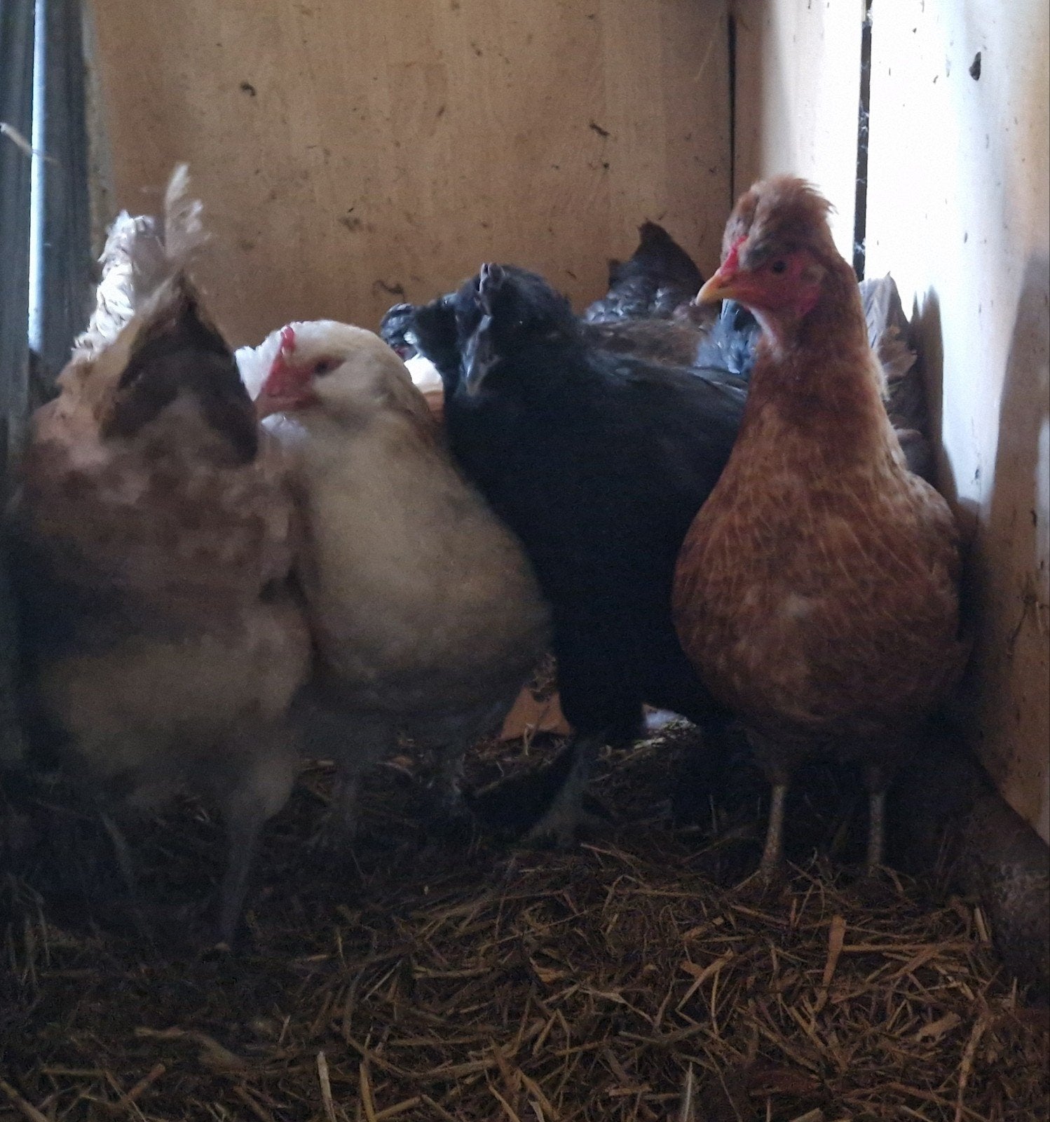 te koop 5 hennen kleurleggers, Vrouwelijk, Kip