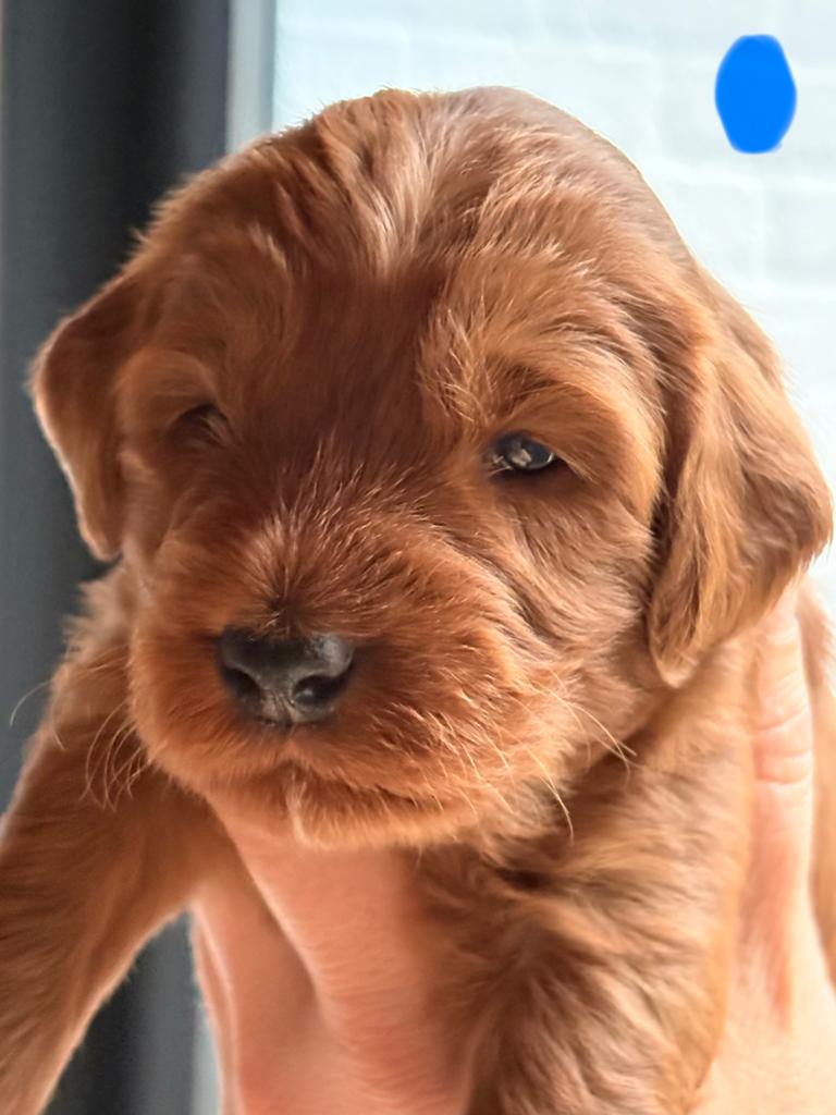 Labradoodle puppy’s, nestje van 7, Overige rassen, 8 tot 15 weken, Parvo, Meerdere