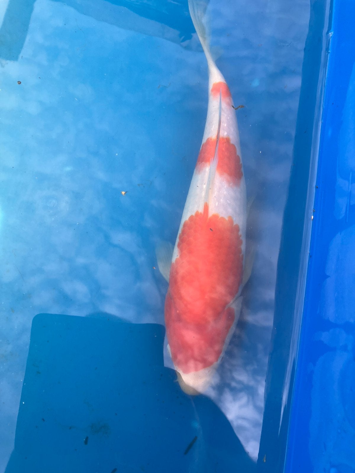 Mooie 3 staps kohaku 35 cm, Karper of Koi