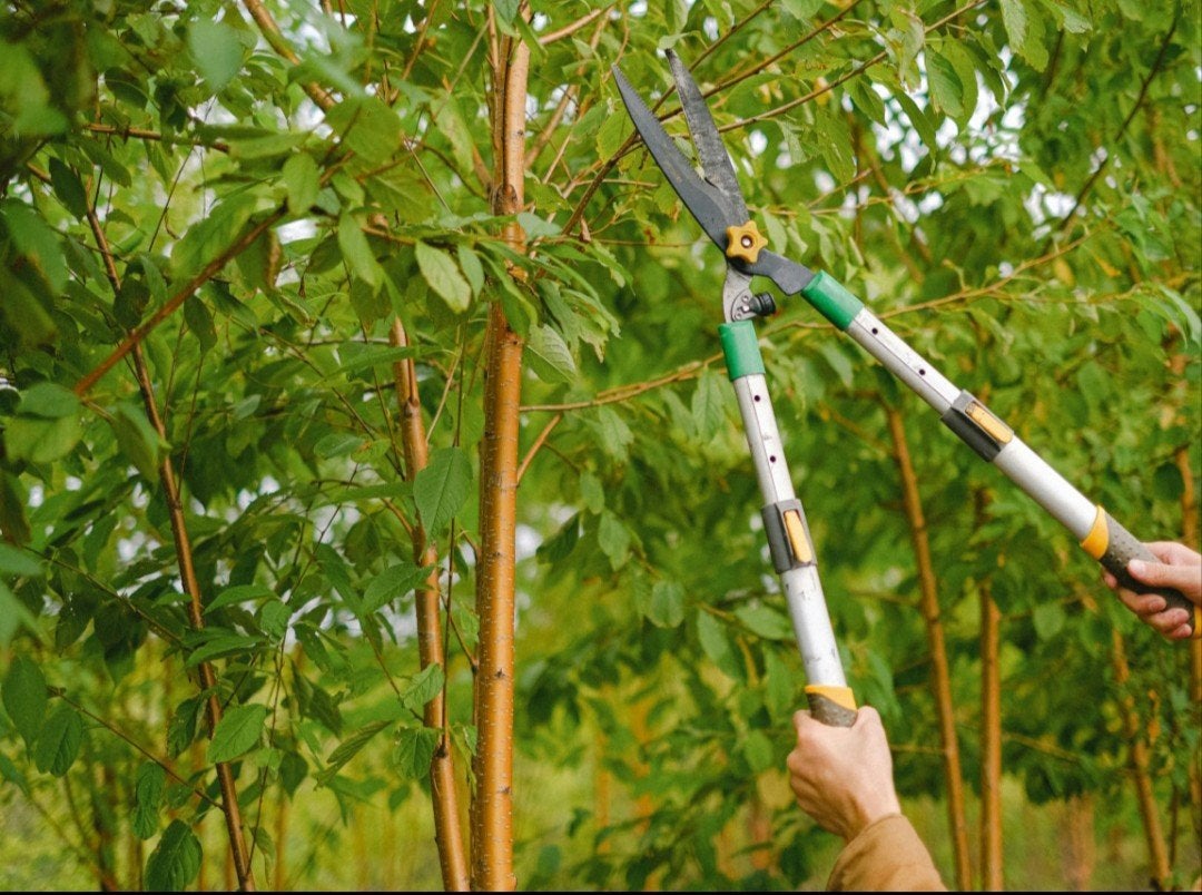 Tuinonderhoud, Onkruid Verwijderen & Tuin Opknappen, Ophalen of Verzenden, Laurier