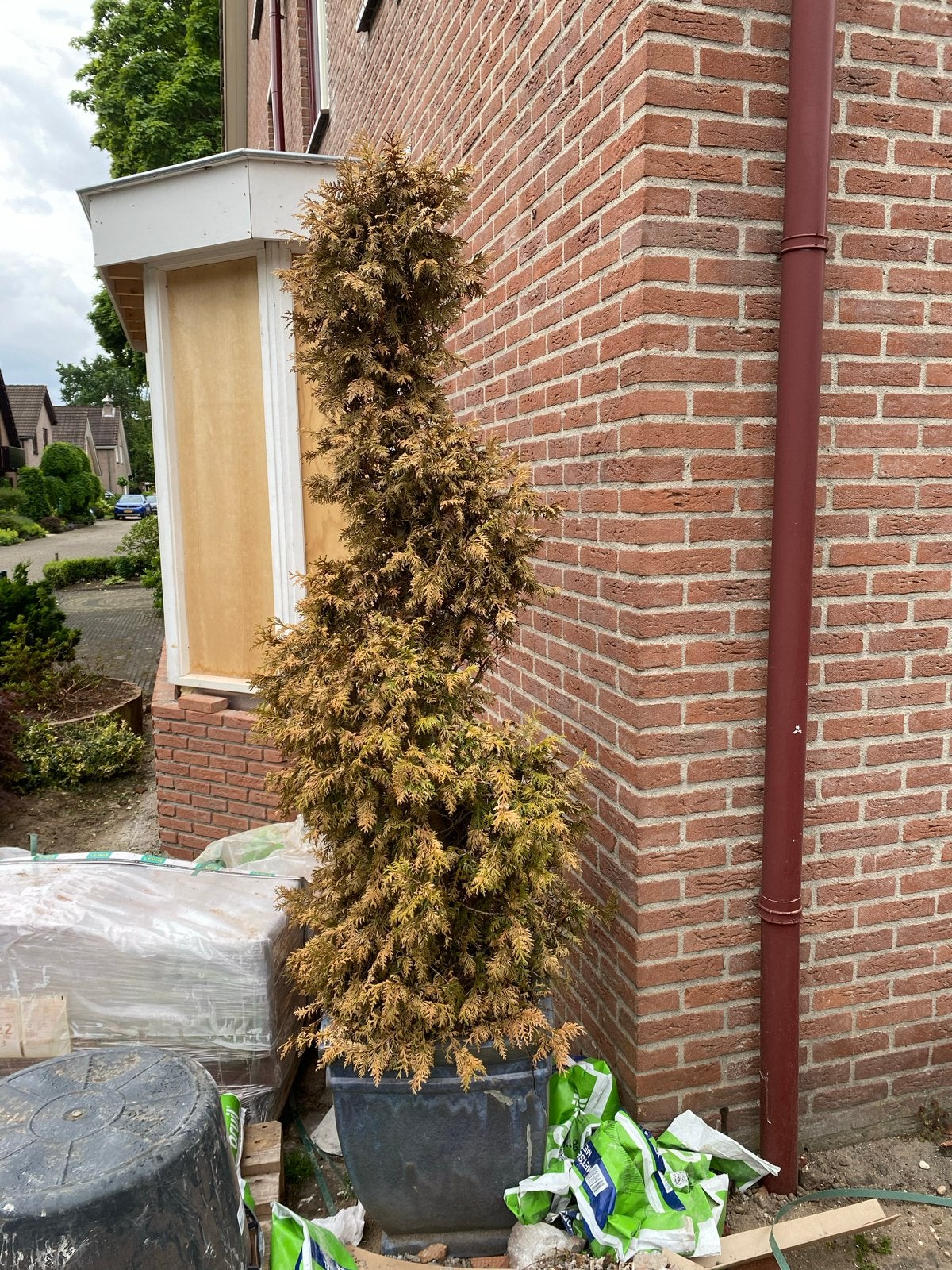 conifeer in pot - Gratis af te halen, Tuin en Terras, Planten | Tuinplanten, Volle zon, Vaste plant, Bloeit niet, Ophalen