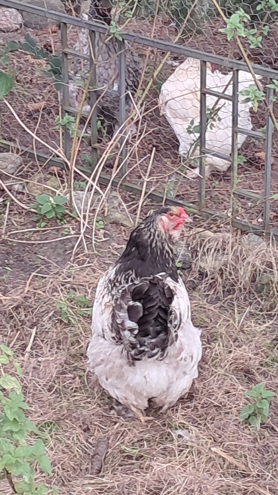 2 brahma groot hennen, Dieren en Toebehoren, Vrouwelijk, Kip
