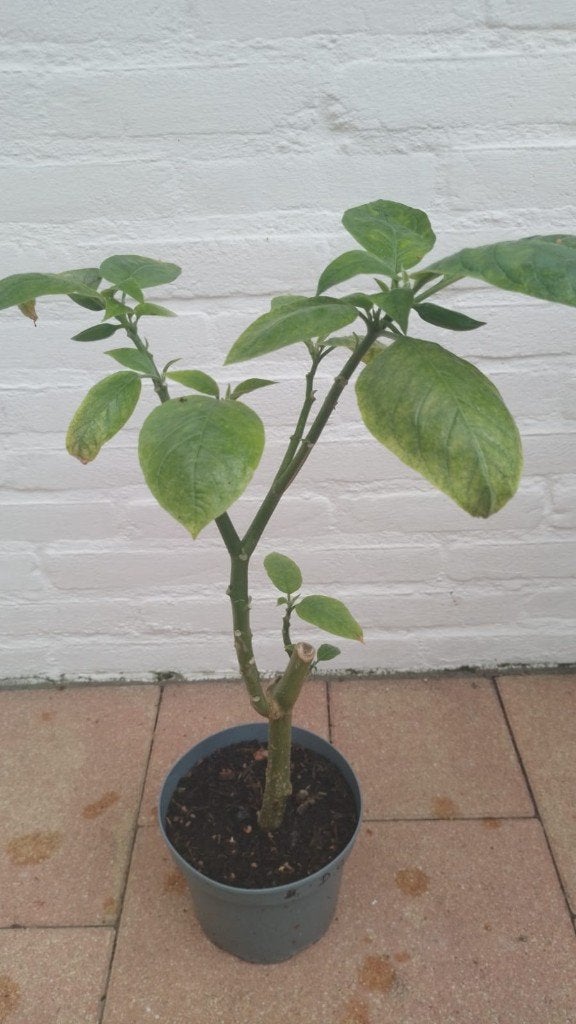 Dubbel Oranje  Brugmansia, Tuin en Terras, Overige soorten, Vaste plant, Ophalen of Verzenden, Halfschaduw