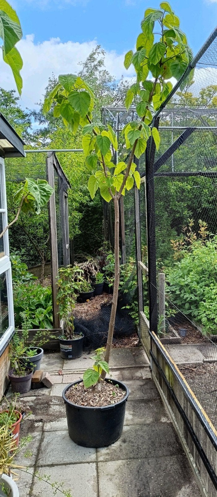 Anna Paulownaboom ong 3.4m
(Paulownia tomentosa), Overige soorten, 100 tot 250 cm, Zomer, Ophalen