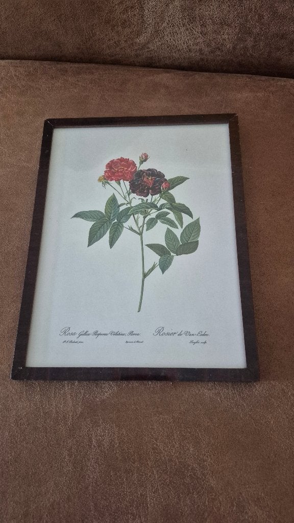 vintage botanische prent, Ophalen of Verzenden