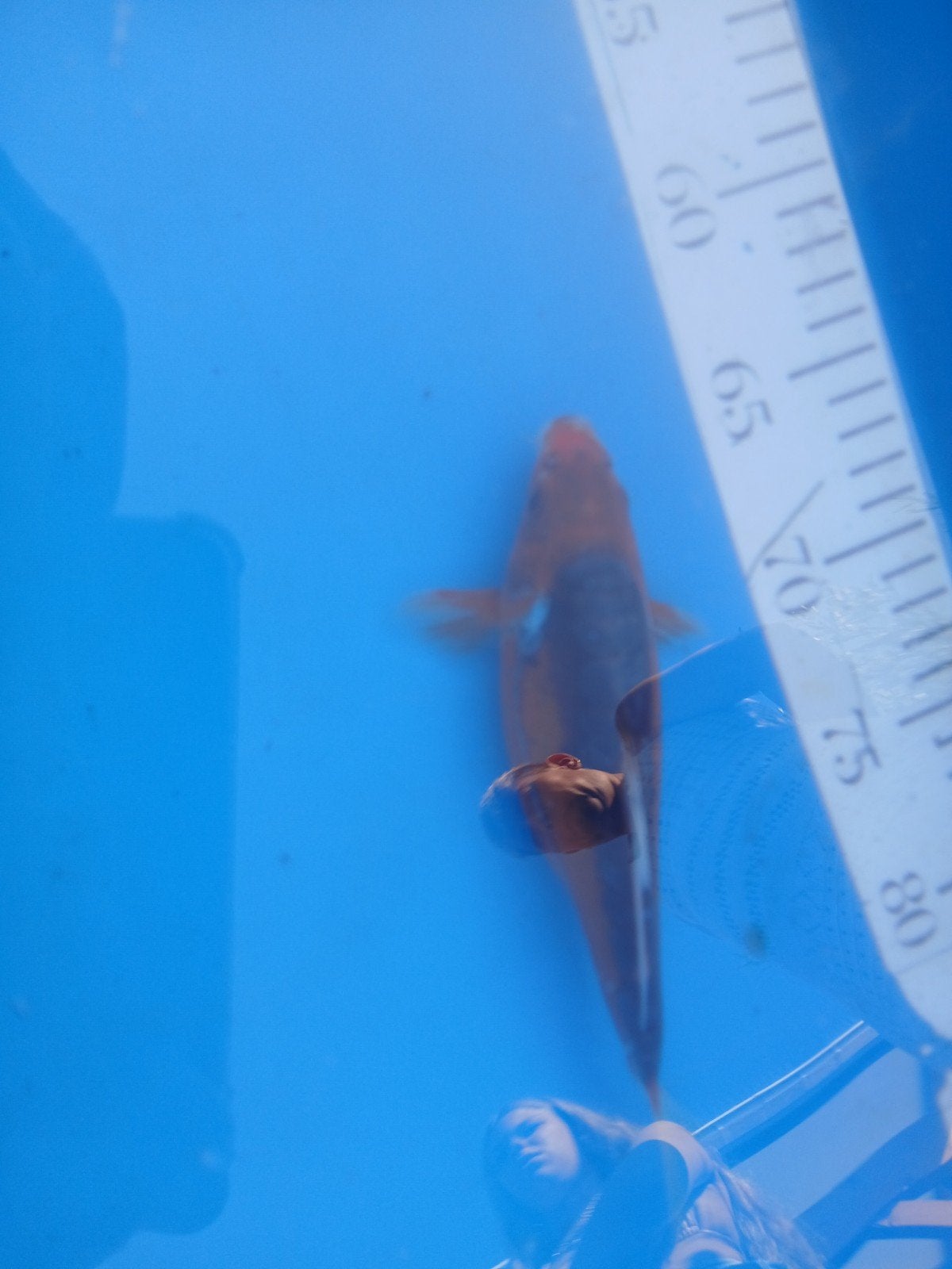 Shusui, Dieren en Toebehoren, Karper of Koi