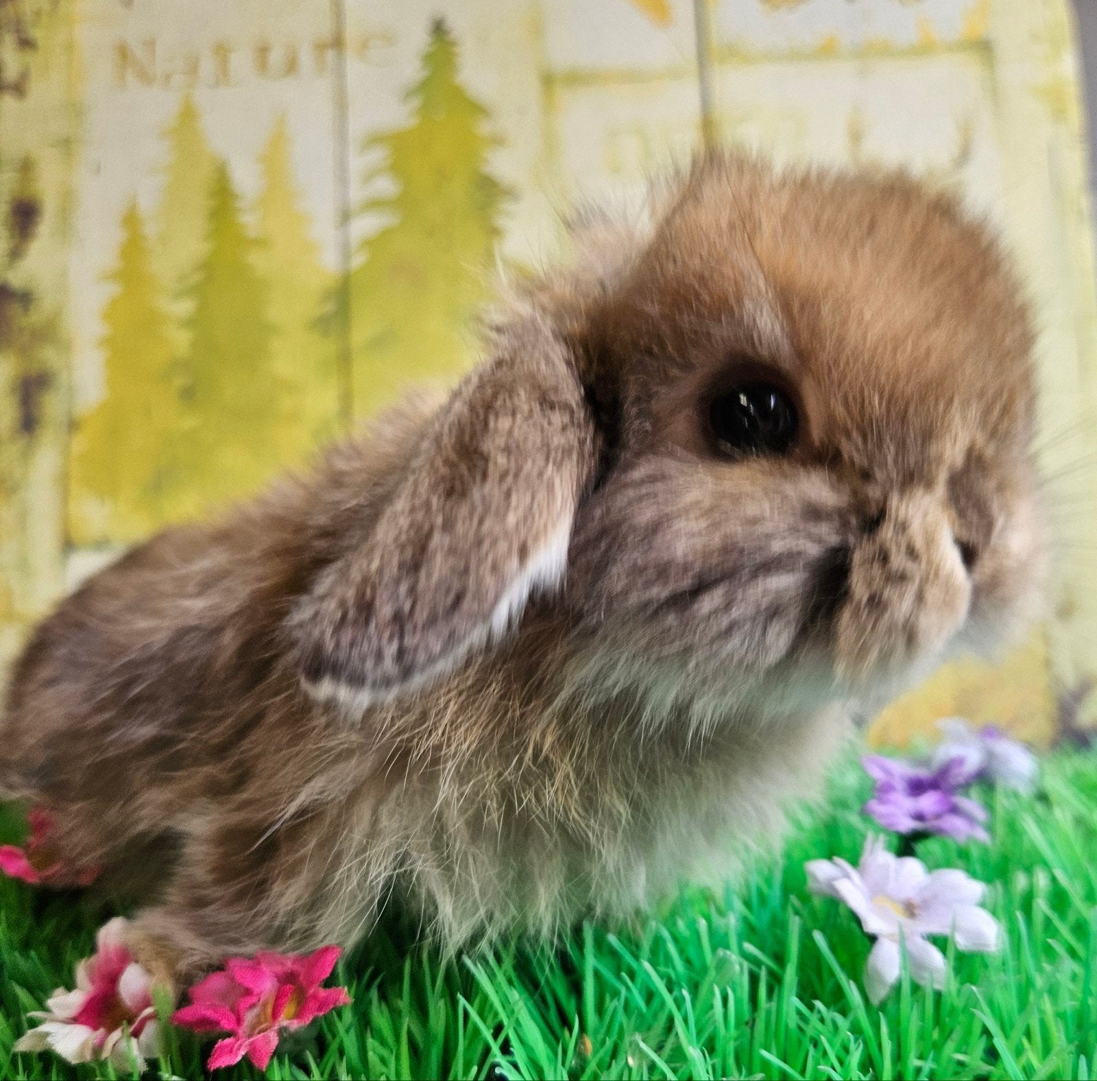 lieve minilops hangoordweeg konijntjes, Dieren en Toebehoren, Konijnen, Meerdere dieren, Dwerg, Hangoor