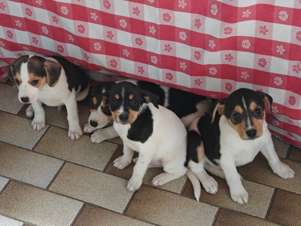 prachtige 100% boerenfox pups met unieke kleurcombi, Parvo, 8 tot 15 weken, Meerdere, Meerdere dieren
