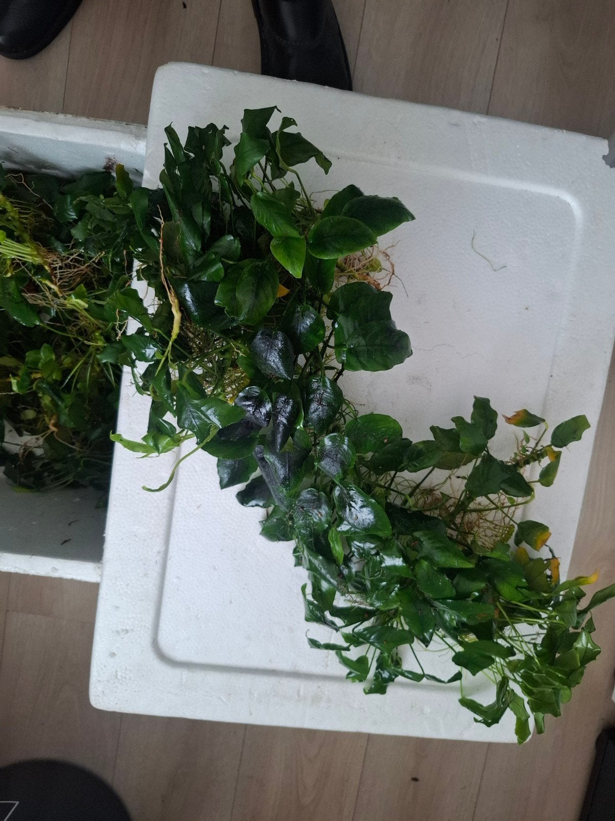 Anubias, Dieren en Toebehoren, Vissen | Aquaria en Toebehoren, Ophalen of Verzenden, Plant(en), Steen of Hout