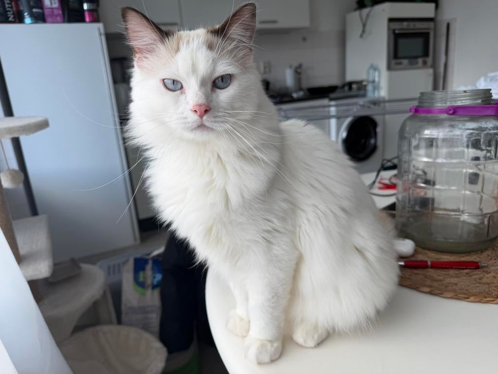 100% Ragdoll, blue-eyed, 11 maanden oud, Kater, Gechipt