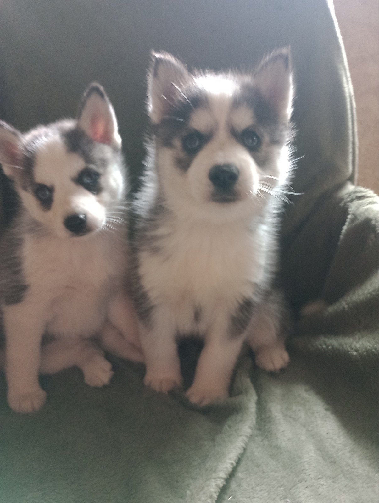 lieve pomsky pups, Parvo, Overige rassen, 8 tot 15 weken, Teef