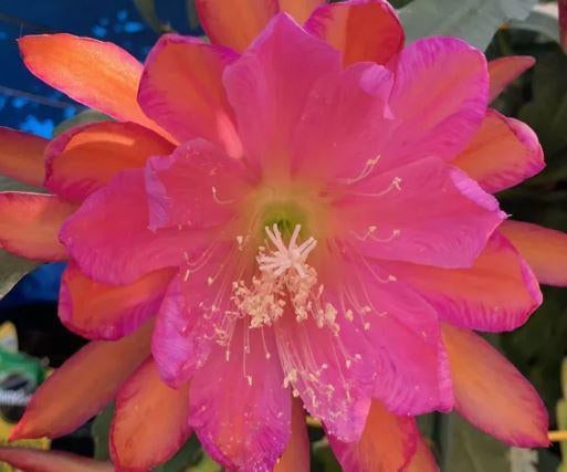 Voordeelpakket Epiphyllum stekken - onverwachte bloemen, Huis en Inrichting, Kamerplanten, Ophalen of Verzenden, Halfschaduw, Minder dan 100 cm