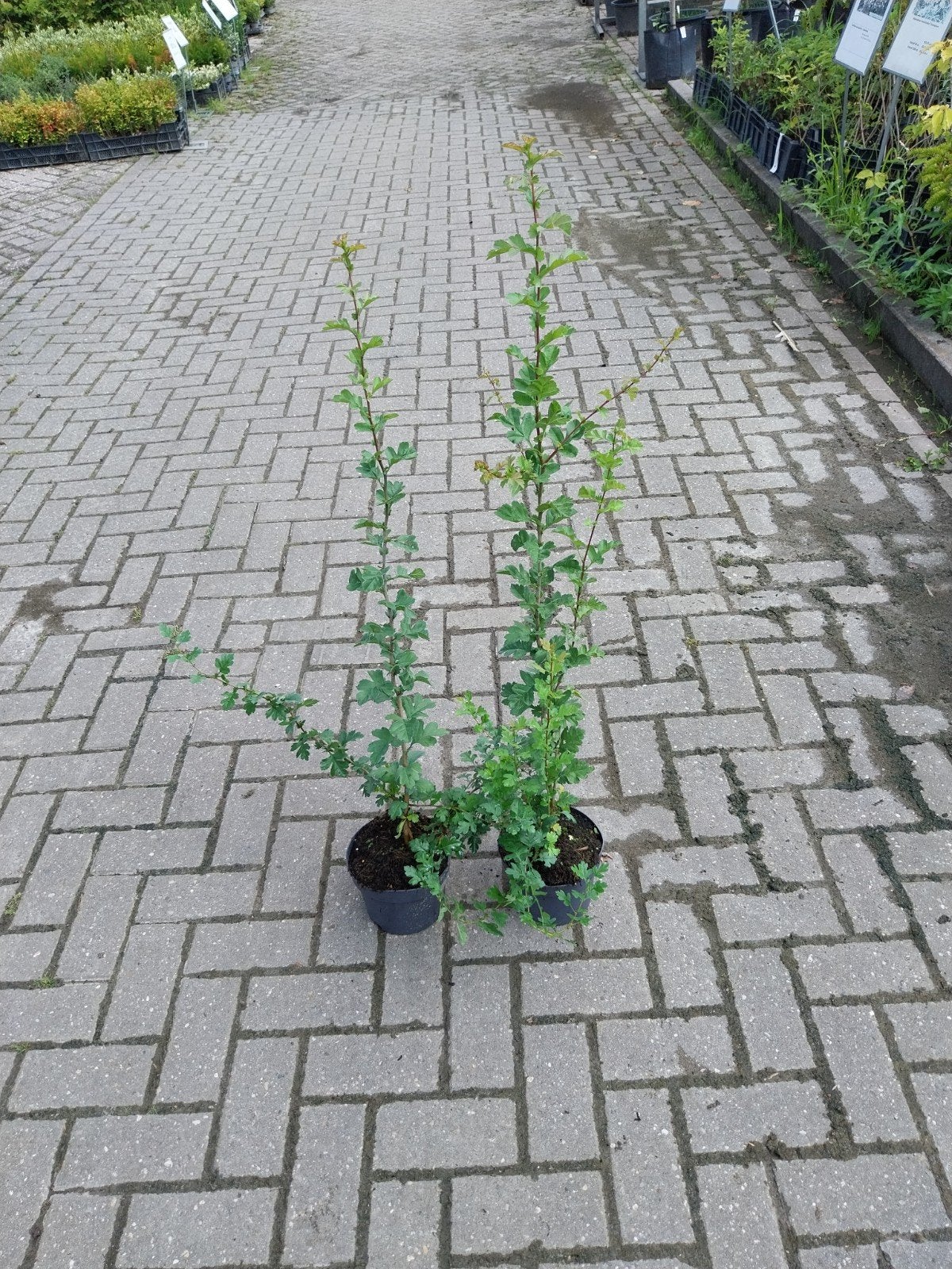 Meidoorn (Crataegus monogyna) - Sterke haagplant, Tuin en Terras, Planten | Tuinplanten, Volle zon, Vaste plant, Lente, Ophalen
