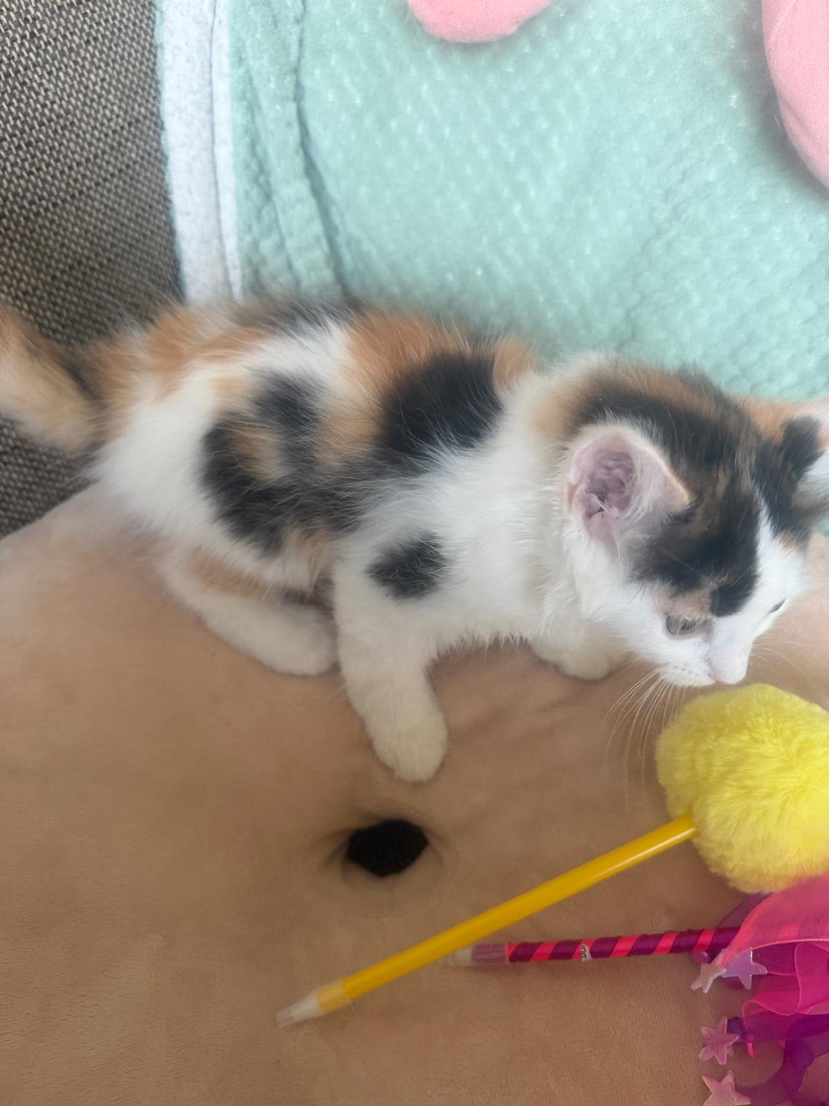 Lieve kittens ragdoll/ heilige birman, Dieren en Toebehoren, Katten en Kittens | Raskatten | Langhaar, Meerdere dieren, Ontwormd