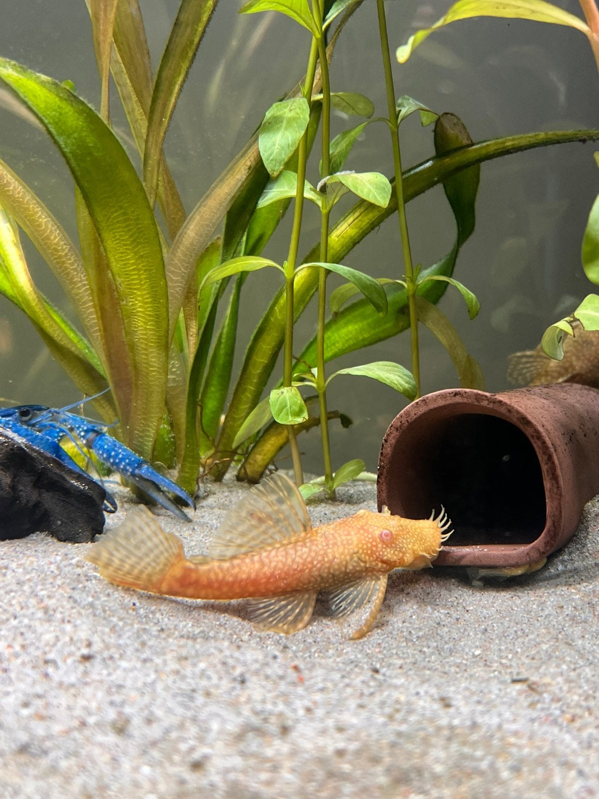 Jonge Albino (Ancistrus) borstelneus pleco’s, Dieren en Toebehoren, Vis