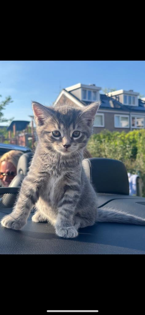 Prachtige lieve kittens te koop, Meerdere dieren