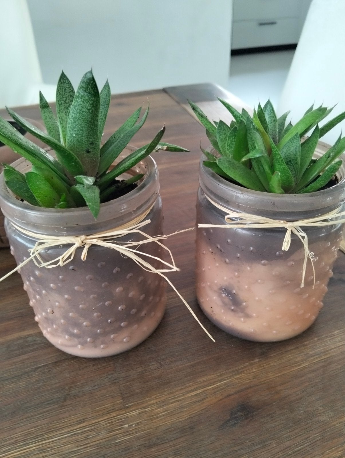 Set van 2 Gasteria plantjes in glazen potjes, Meerkleurig, Ophalen of Verzenden, Glas, Landelijk