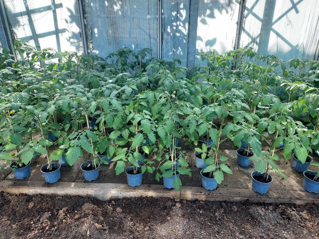 tomatenplanten 1,50 per stuk, Volle zon, Eenjarig, Lente, Ophalen