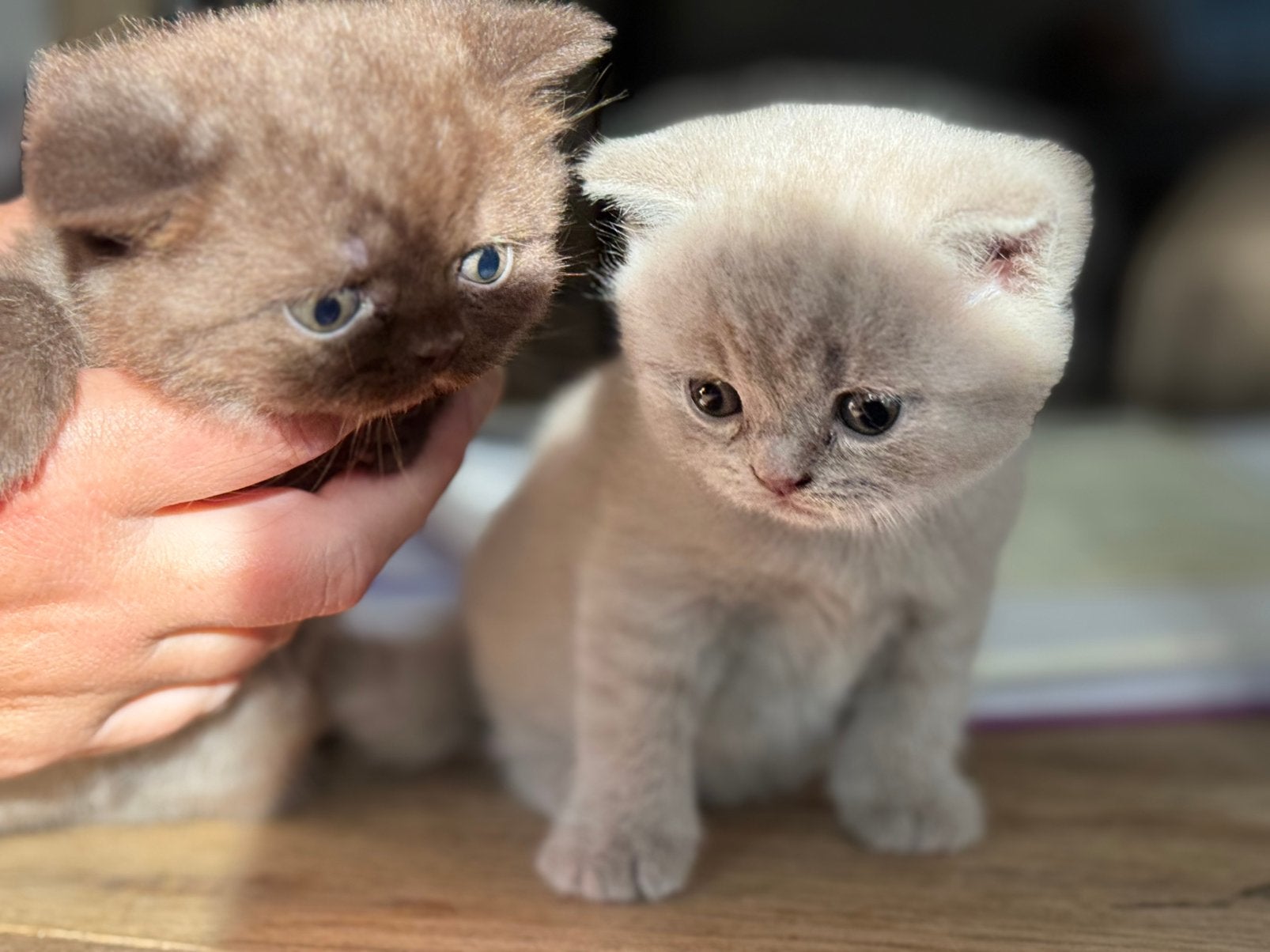 Britskorthaar katertjes met stamboom choclate en lilac, Kater, Met stamboom