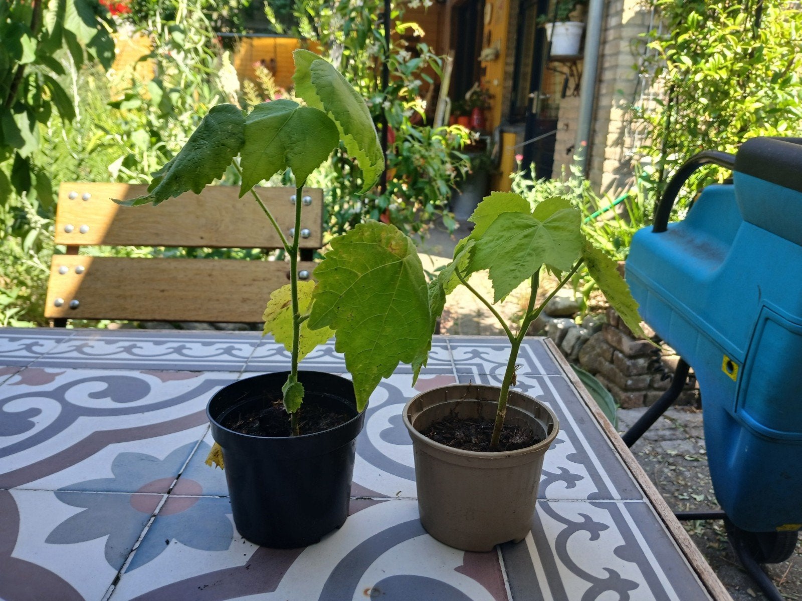 Abutilon, Ophalen, Minder dan 100 cm, Overige soorten, Zomer
