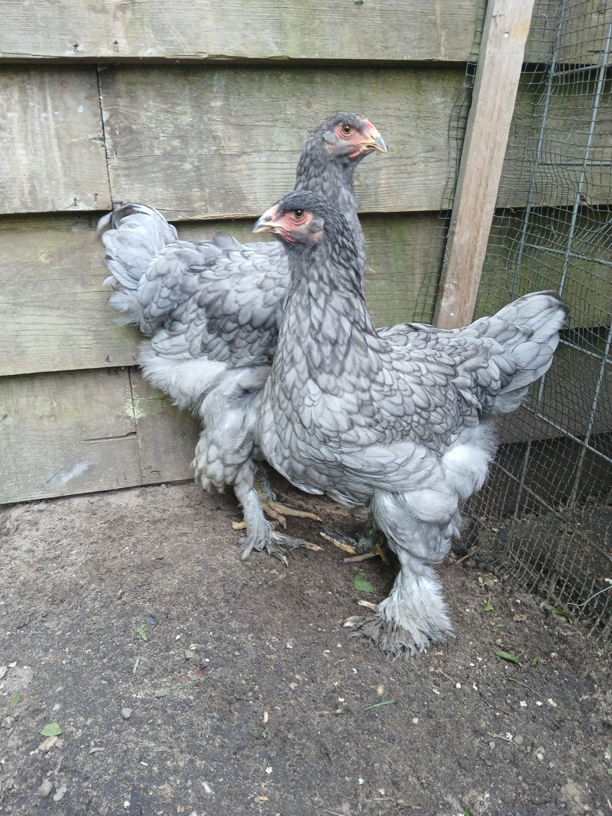 2 jonge blauwe brahma,s, Dieren en Toebehoren, Pluimvee, Meerdere dieren, Kip