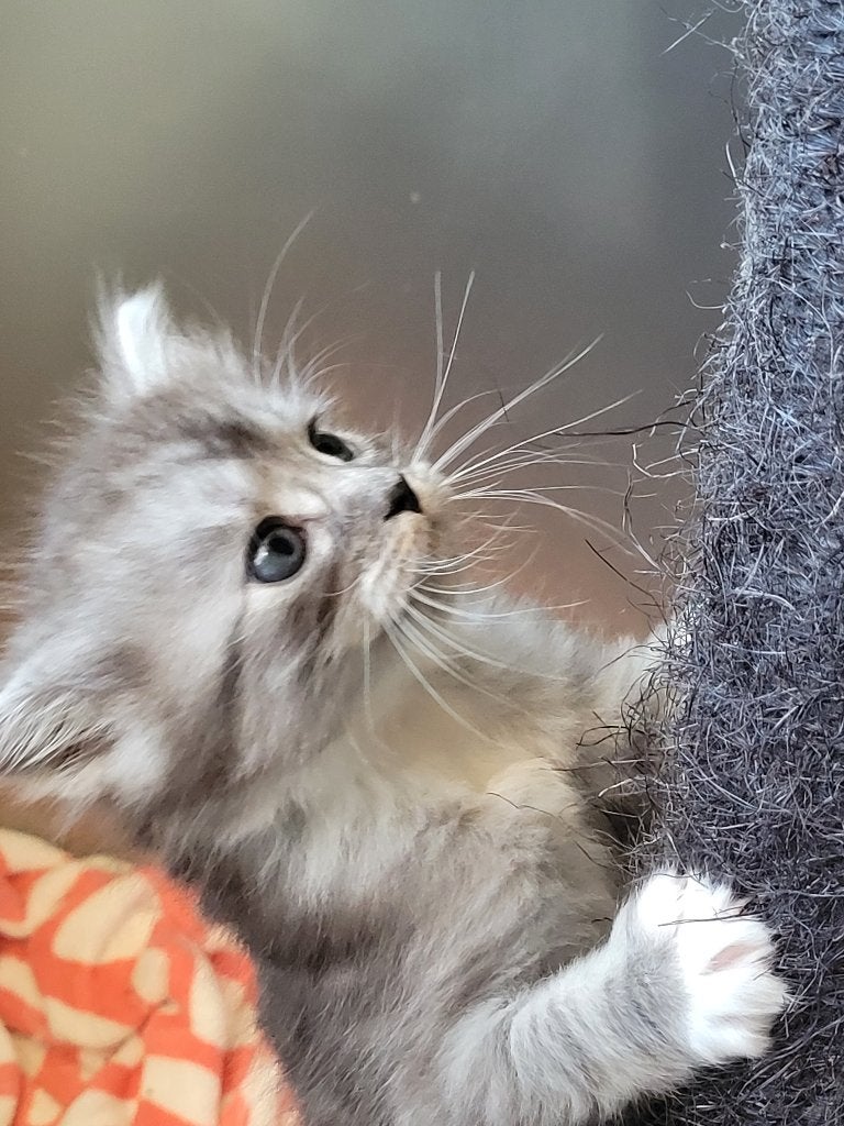 Maincoon kittens (kruising met ragdoll), Poes, Ontwormd, 0 tot 2 jaar